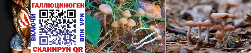 Псилоцибиновые грибы GOLDEN TEACHER  Петровск-Забайкальский 